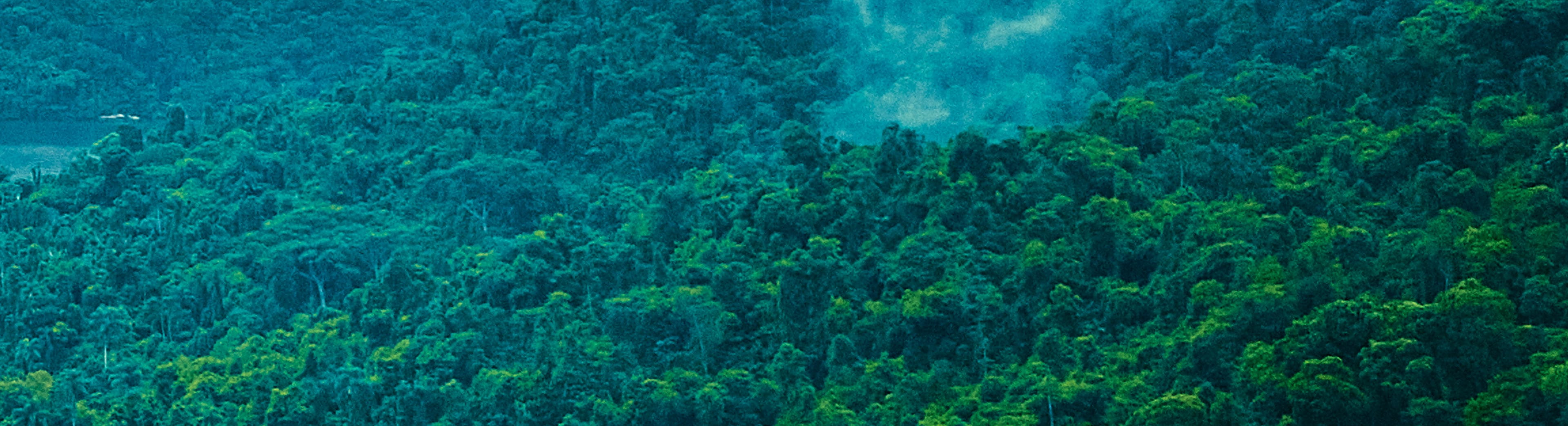 Woods Mist